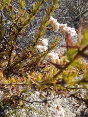 Eriogonum fasciculatum