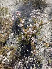 Eriogonum fasciculatum