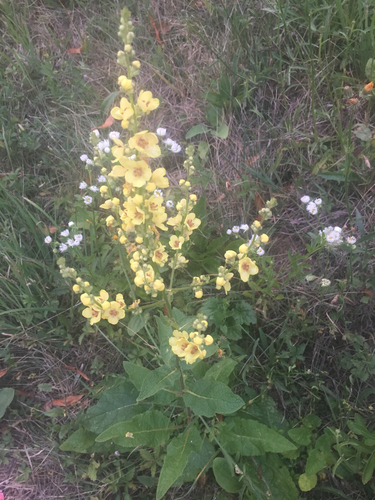 Chaixova divizma (Verbascum chaixii)