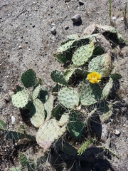Opuntia phaeacantha