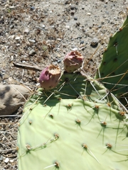 Opuntia phaeacantha