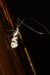 Ceromitia punctulata