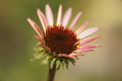 Echinacea