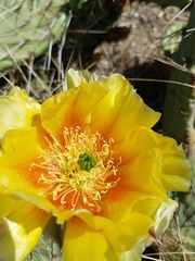 Opuntia phaeacantha