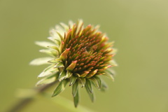 Echinacea