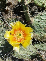 Opuntia phaeacantha