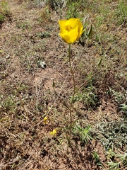 Calochortus weedii weedii