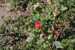 Pelargonium inquinans
