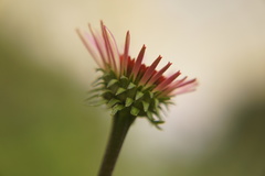 Echinacea