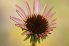Echinacea