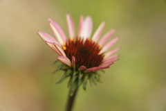 Echinacea