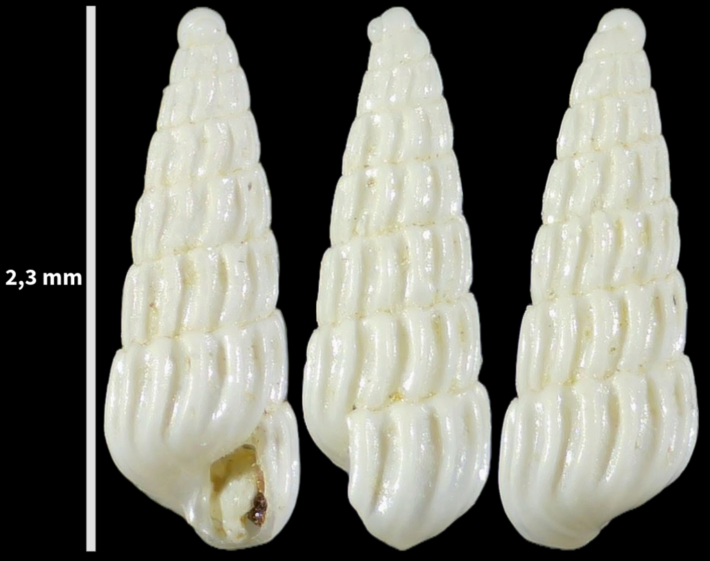 Turbonilla acutissima