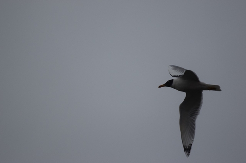 Pallas’s Gull / Great Black-headed Gull｜渔鸥 参考照片