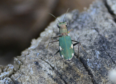 Cylindera germanica
