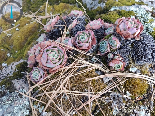 Foto de Glauca