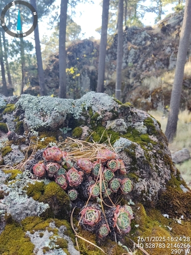 Foto de Glauca