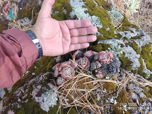 Foto de Glauca