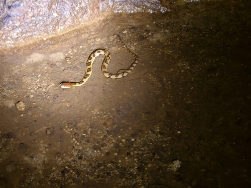 Asiatic Water Snake