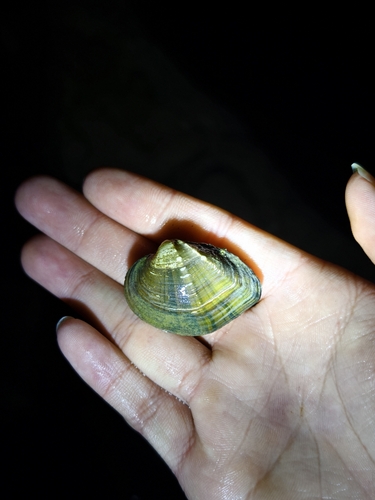 Acuticosta chinensis
