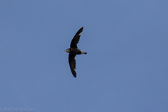 Hirundapus caudacutus