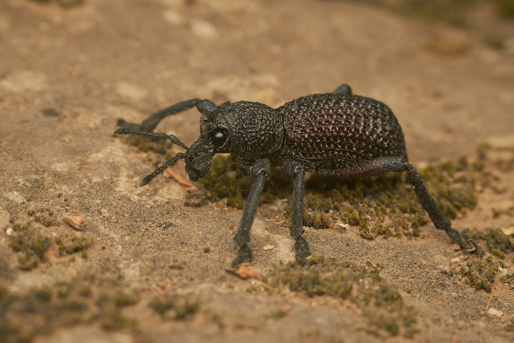 Aegorhinus schoenherri