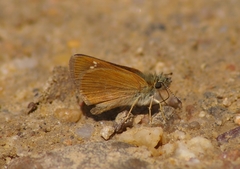 Piruna pirus
