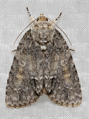 Acronicta immodica