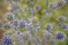 Eryngium