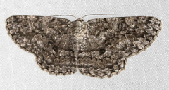 Hypomecis umbrosaria