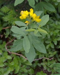 Thermopsis montana