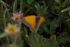 Colias meadii