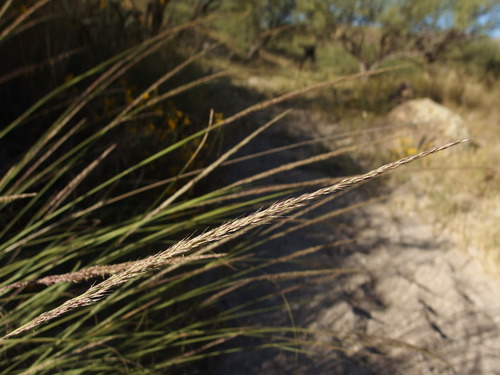 Image of Muhlenbergia palmeri by (c) Sue Carnahan, some rights reserved (CC BY)