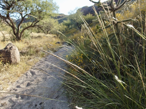 Image of Muhlenbergia palmeri by (c) Sue Carnahan, some rights reserved (CC BY)