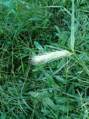 Hordeum vulgare