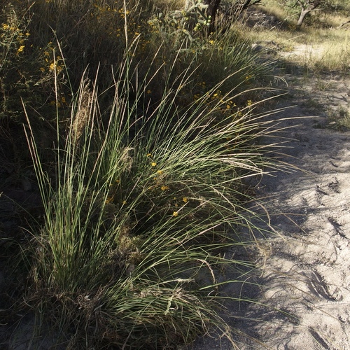 Image of Muhlenbergia palmeri by (c) Sue Carnahan, some rights reserved (CC BY)
