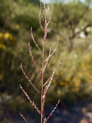 Image of Dinebra panicea by (c) Sue Carnahan, some rights reserved (CC BY)