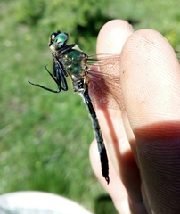 Somatochlora alpestris