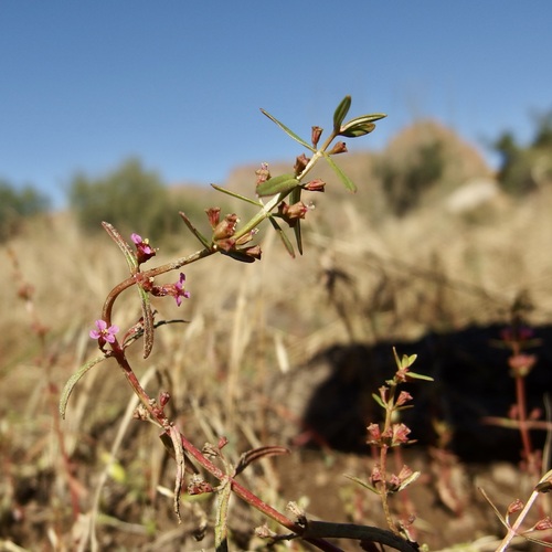 Image of Ammannia auriculata by (c) Sue Carnahan, some rights reserved (CC BY)