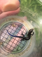 Plestiodon septentrionalis