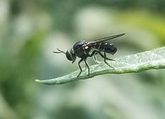 Cerotainia