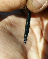 Somatochlora alpestris