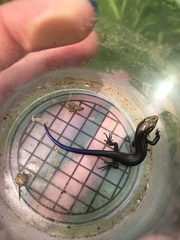 Plestiodon septentrionalis