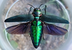 Belionota prasina
