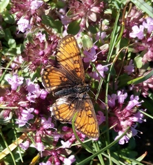Melitaea varia
