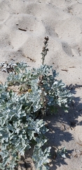 Artemisia stelleriana