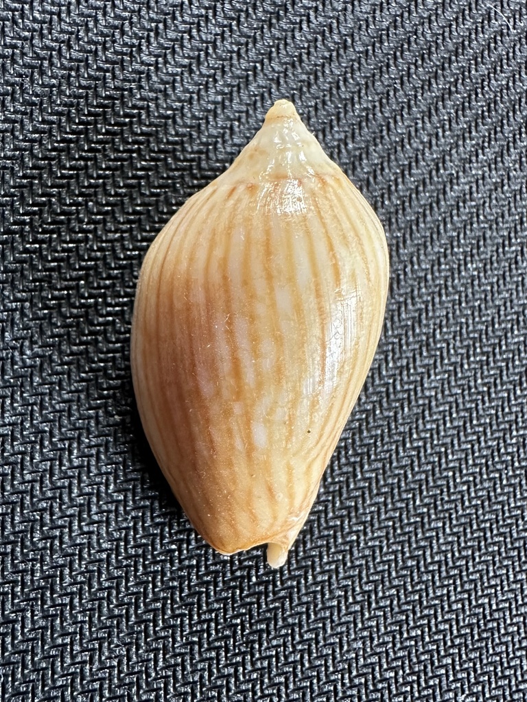 Zebra volute