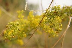 Galium verum