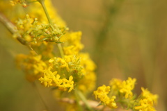 Galium verum
