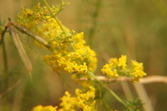 Galium verum