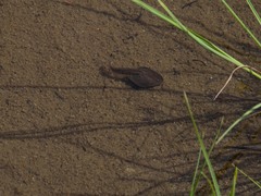 Anaxyrus boreas
